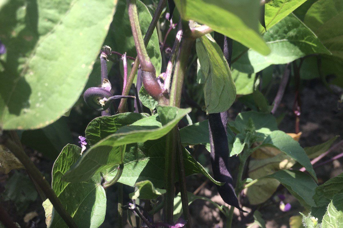 Про користь бузкової квасолі + рецепт 1