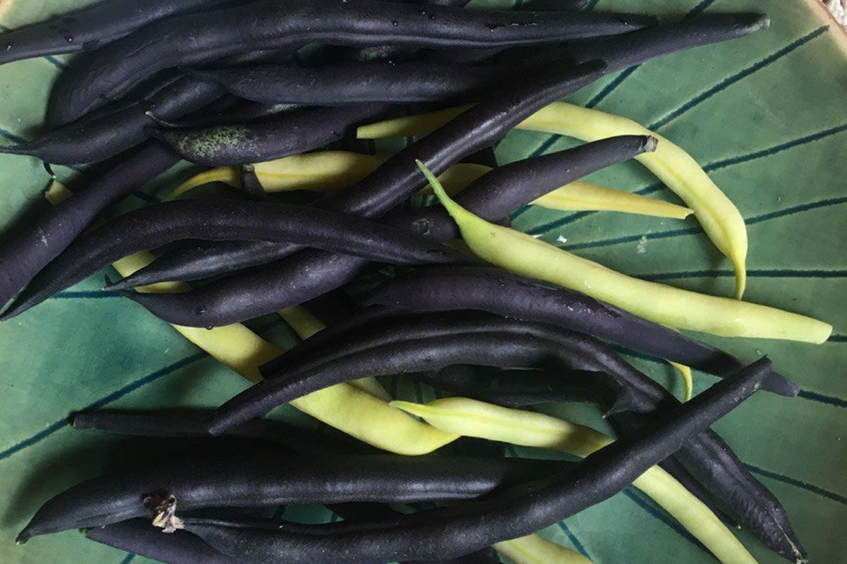 Про користь бузкової квасолі + рецепт 2