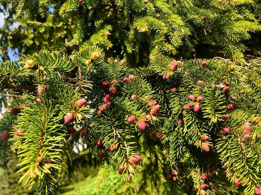 У Карпатах цвітуть смереки | Як приготувати сироп з смерекових шишок 1