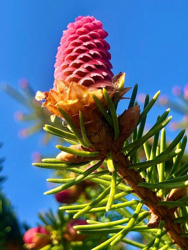 У Карпатах цвітуть смереки | Як приготувати сироп з смерекових шишок 5