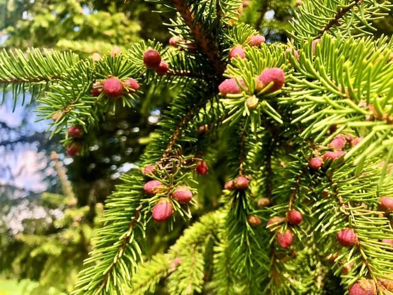 У Карпатах цвітуть смереки | Як приготувати сироп з смерекових шишок 4