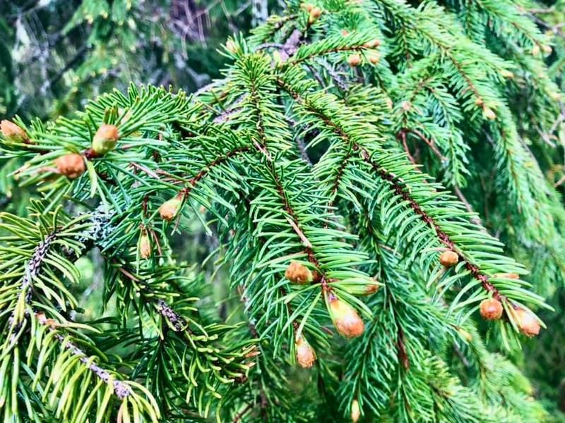 У Карпатах цвітуть смереки | Як приготувати сироп з смерекових шишок 3