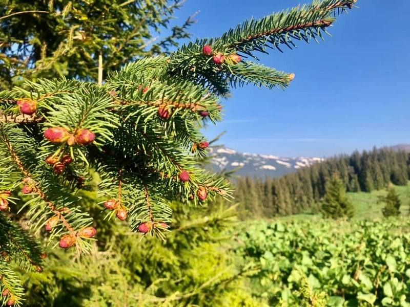 У Карпатах цвітуть смереки | Як приготувати сироп з смерекових шишок 2