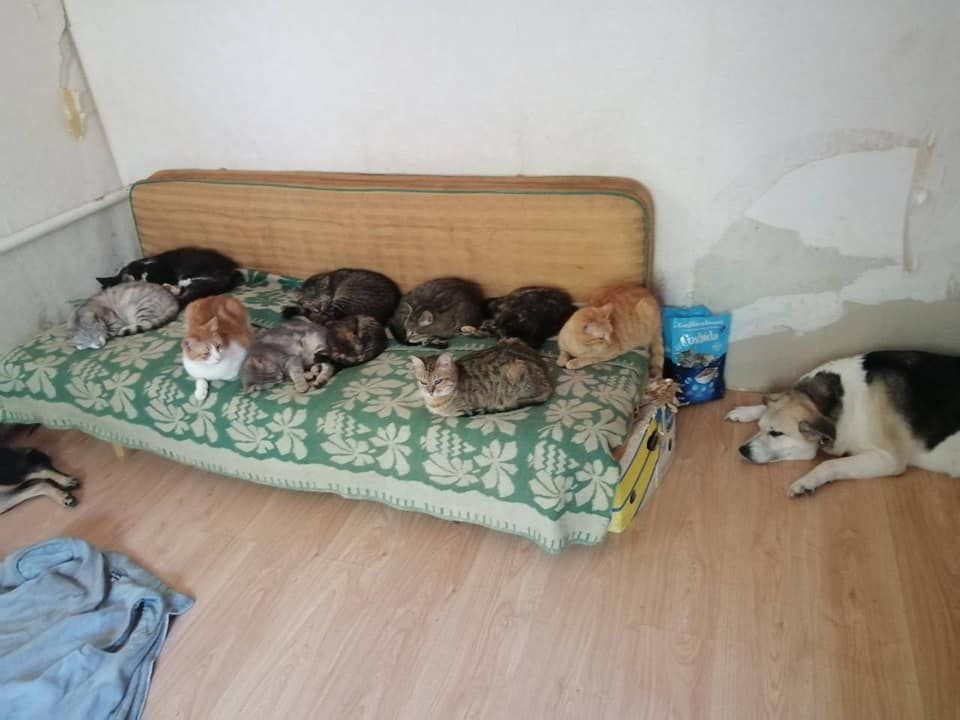 Історії відважних: українка евакуювала з-під обстрілів 26 тварин 1