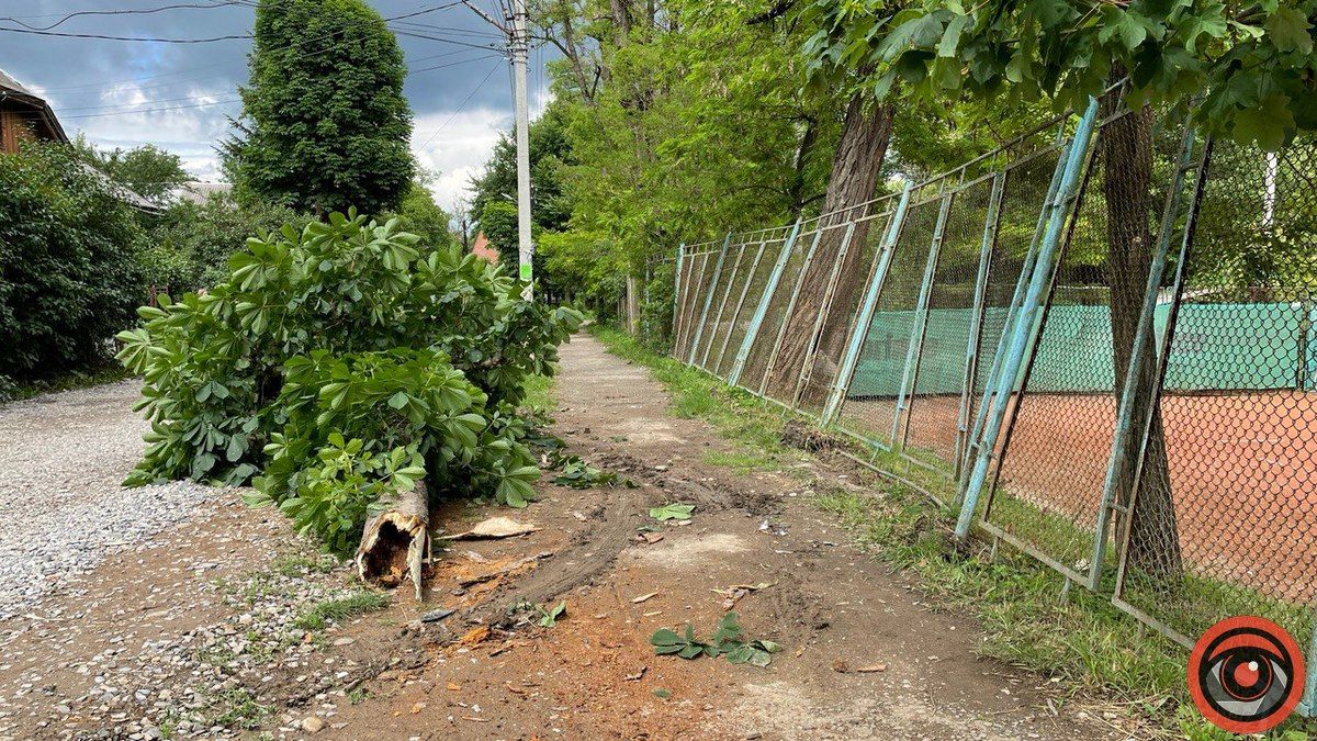У Коломиї автівка врізалась у дерево