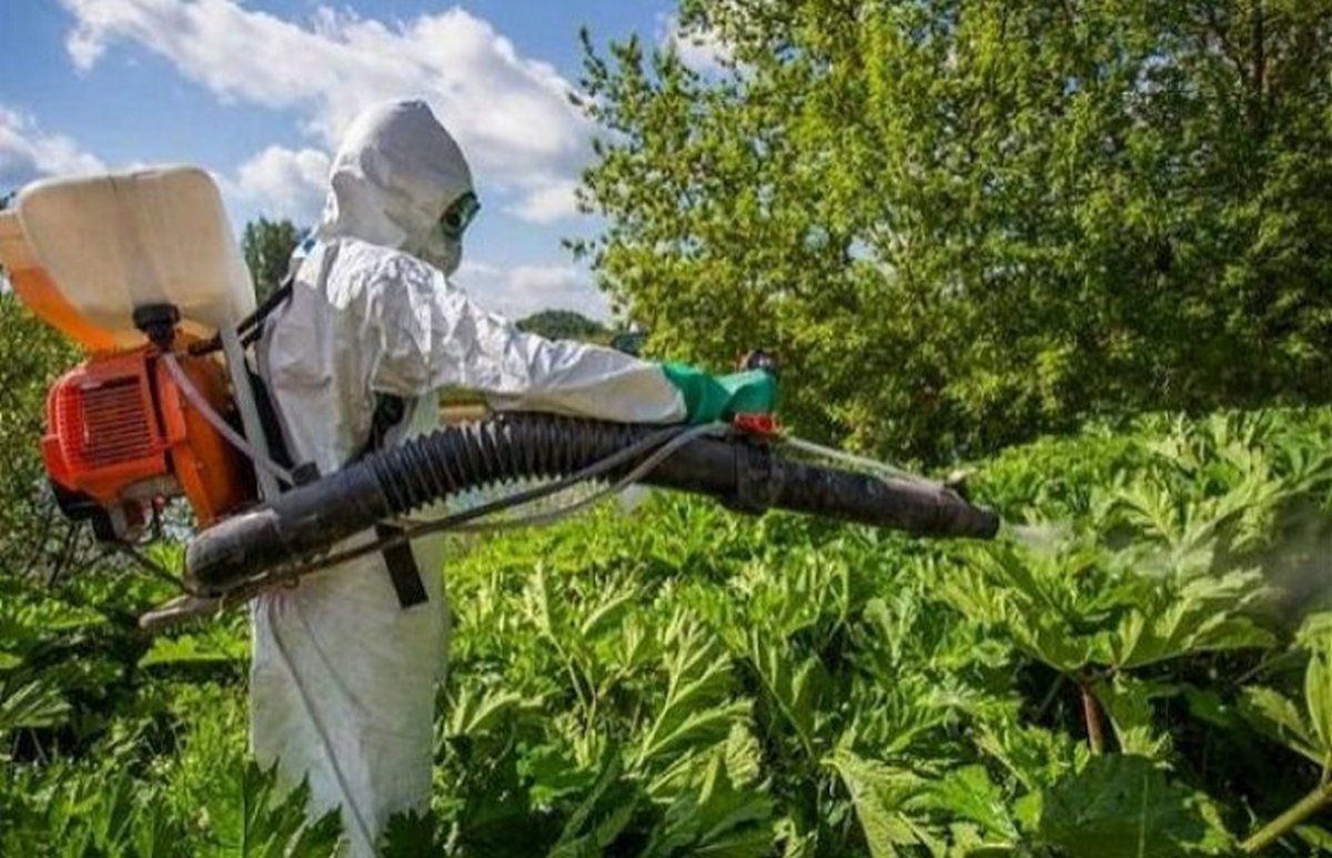 Чим закінчиться боротьба з борщівником в Коломиї? 4