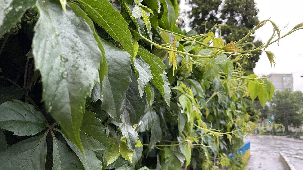 Понеділкова погода у Коломиї