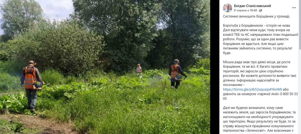 Чим закінчиться боротьба з борщівником в Коломиї? 3