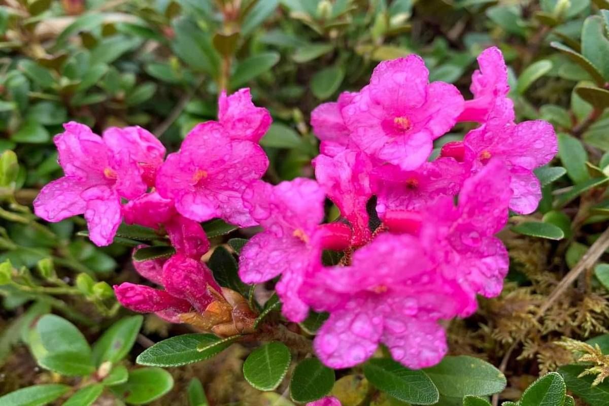 Червону руту не шукай вечорами. Бо вона розцвіла в Карпатах 2