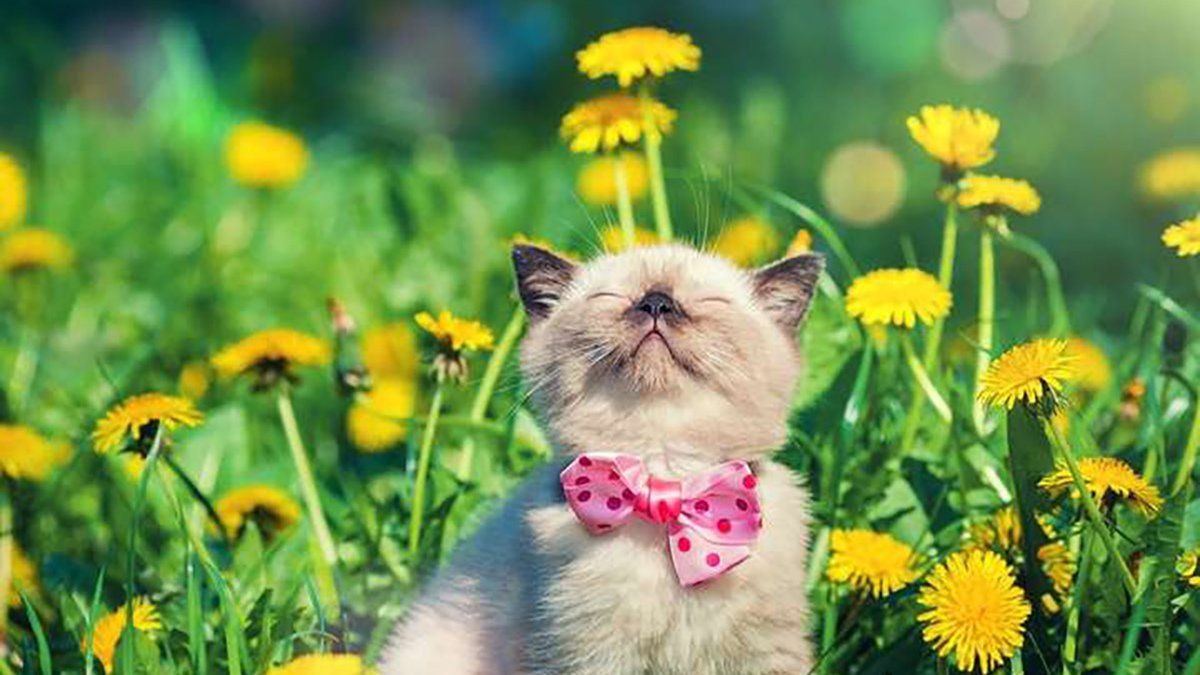 Теплий день чекає коломиян 27 червня