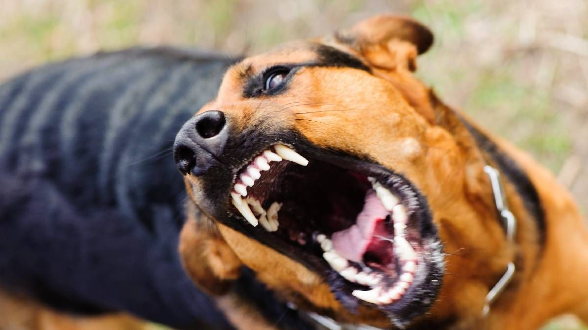 На Коломийщині виявили сказ