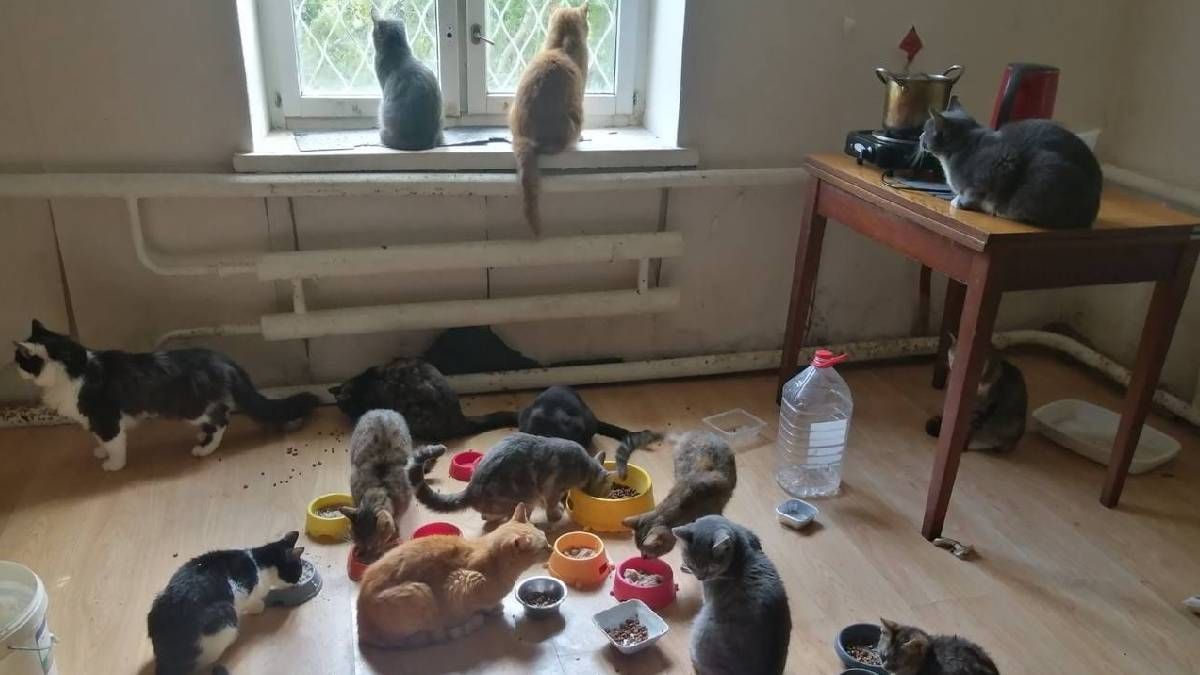 Історії відважних: українка евакуювала з-під обстрілів 26 тварин