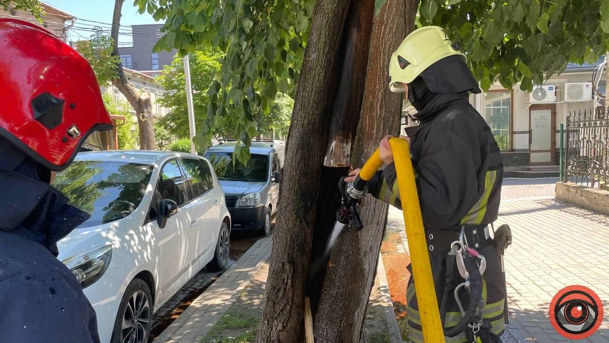 В Коломиї невідомий підпалив на бульварі дерево 8