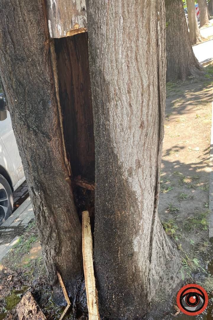 В Коломиї невідомий підпалив на бульварі дерево 7