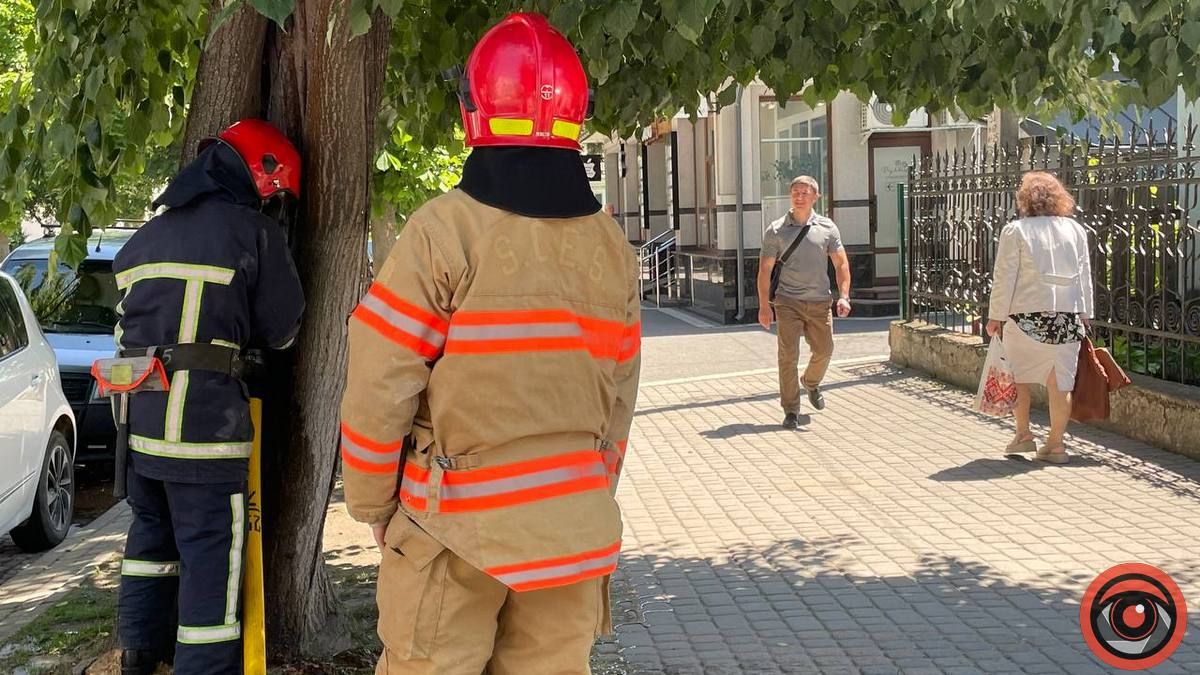 В Коломиї невідомий підпалив на бульварі дерево 5