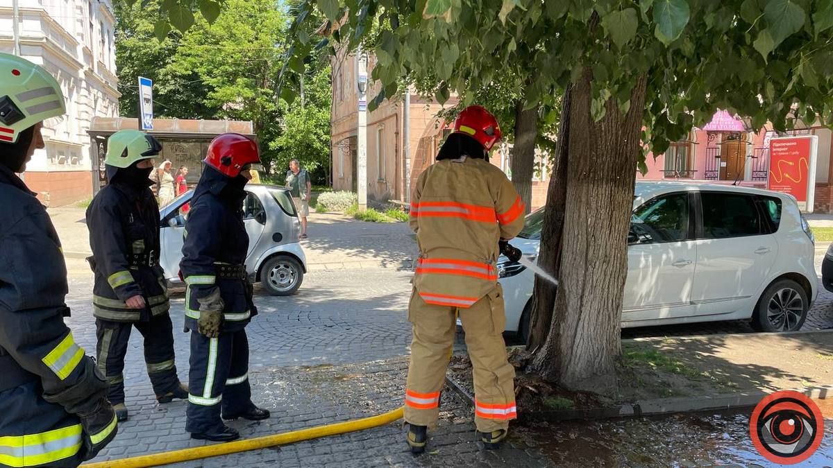 В Коломиї невідомий підпалив на бульварі дерево 4