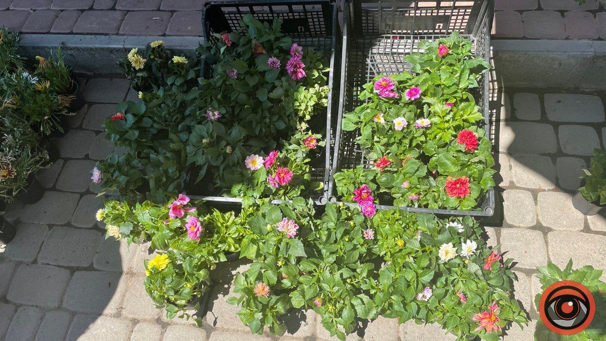 Яка ціна на штучні квіти на базарі в Коломиї та чи можна їх замінити? 6