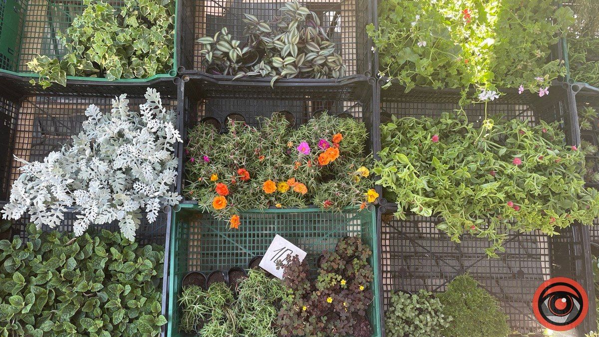 Яка ціна на штучні квіти на базарі в Коломиї та чи можна їх замінити? 4