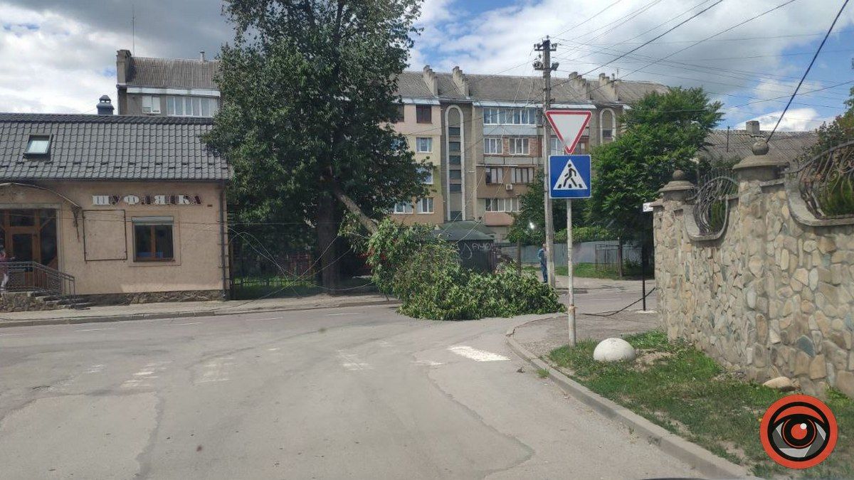 На одній із вулиць Коломиї впало дерево: проїзд перекрито 1