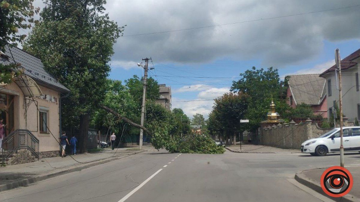 На одній із вулиць Коломиї впало дерево: проїзд перекрито