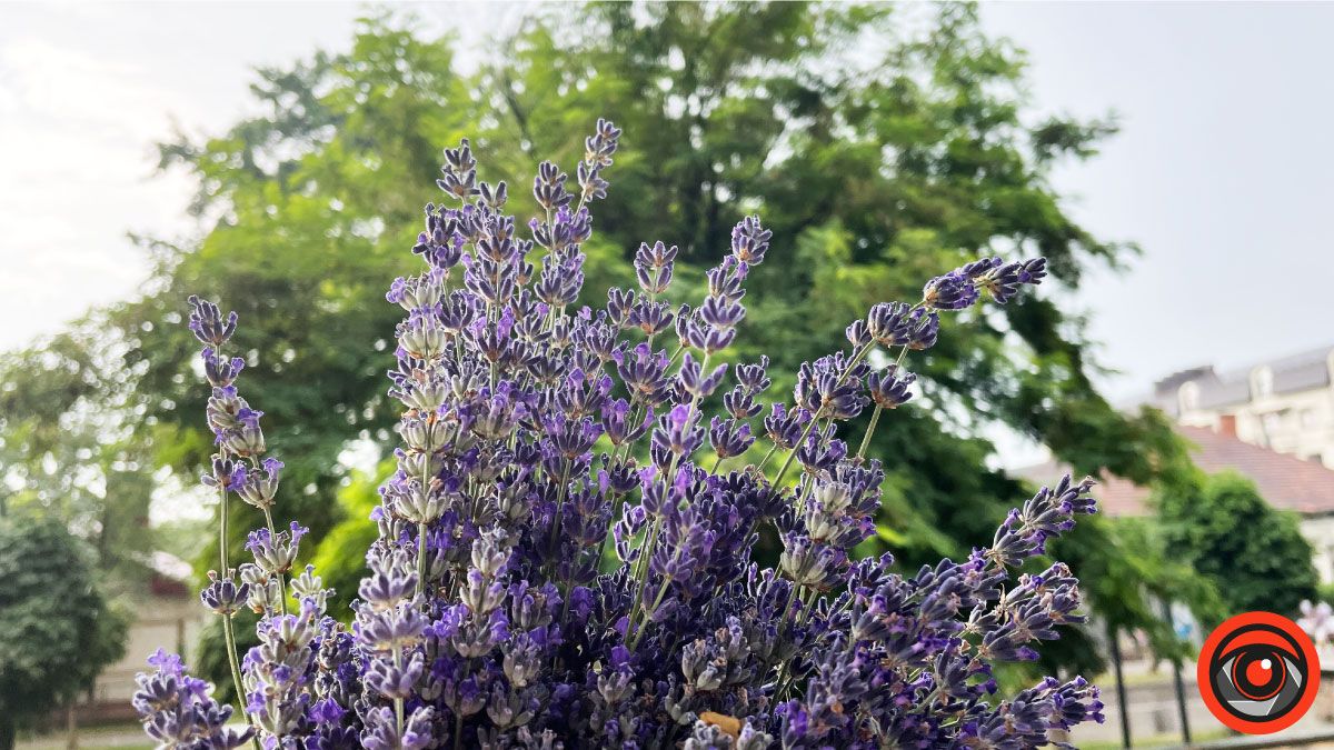 У пошуках сили і спокою: лавандове поле в с. Коршів 3