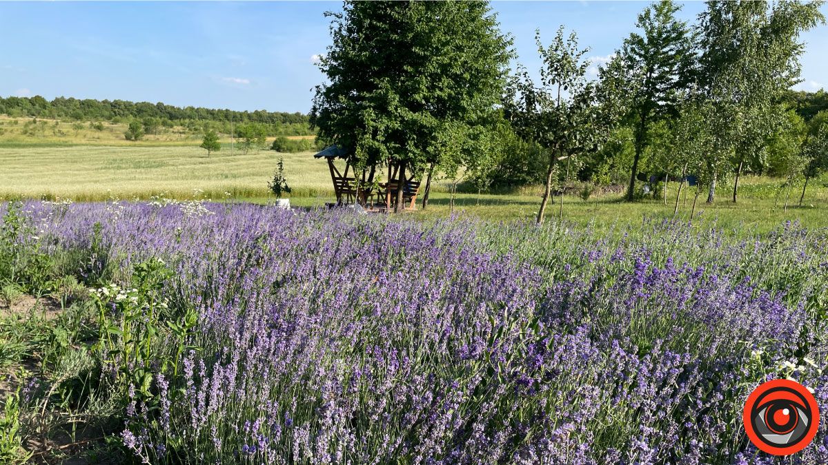 У пошуках сили і спокою: лавандове поле в с. Коршів 10