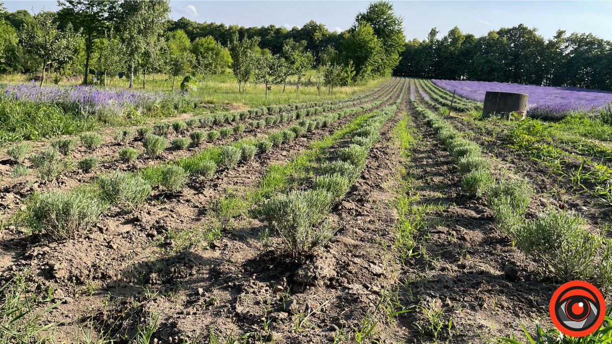 У пошуках сили і спокою: лавандове поле в с. Коршів 11