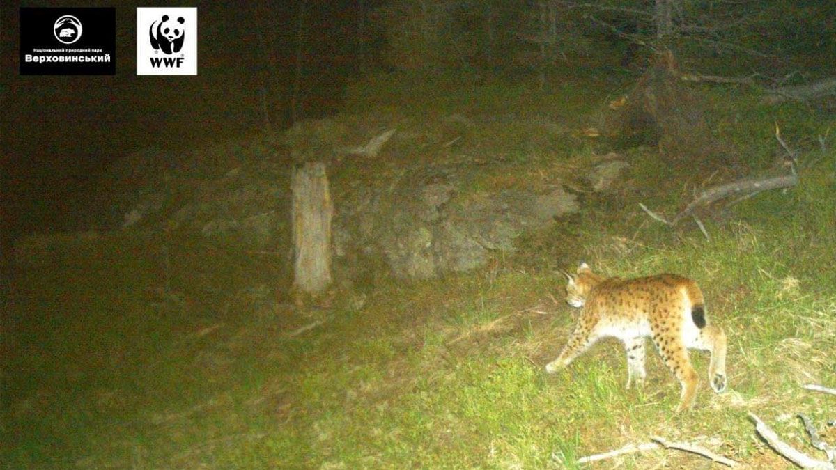 Євразійську рись зловила фотопастка на Верховинщині