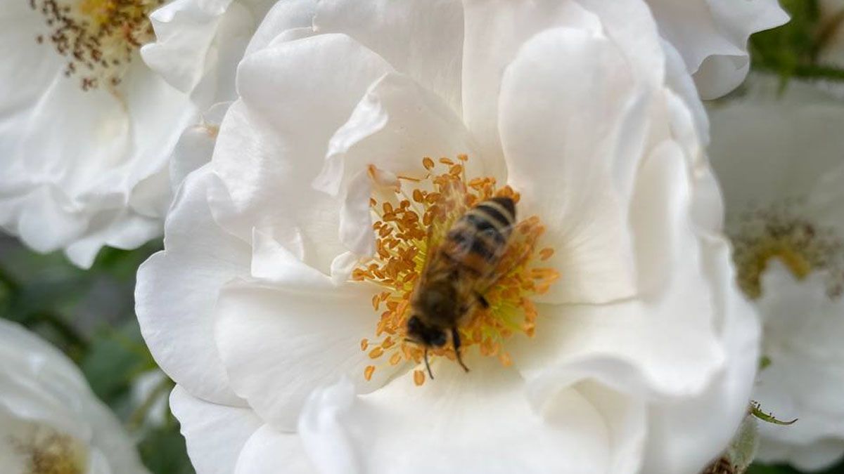 5 секретів розкішних троянд