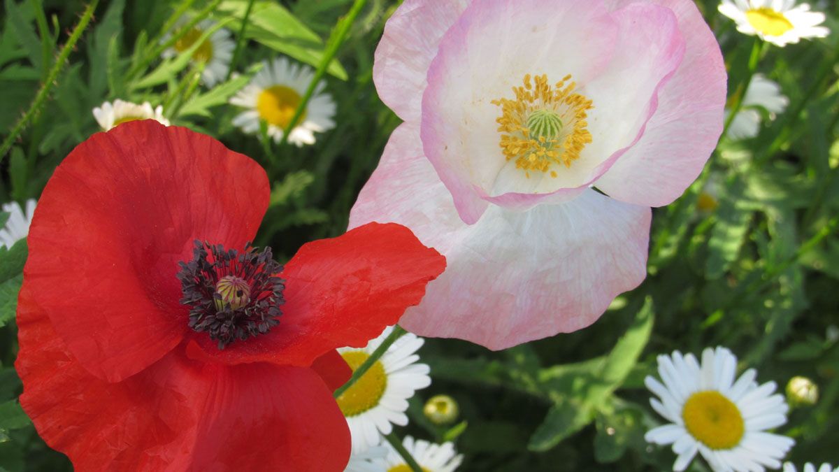 Сьогодні – Маків день. Мак – чарівна квітка, символ, оберіг…