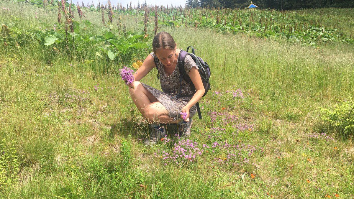 Гайда в Карпати збирати трави на чай