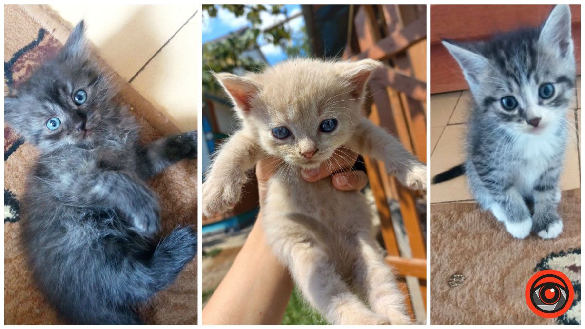 Чотирилапі у пошуках нового дому в Коломиї 1