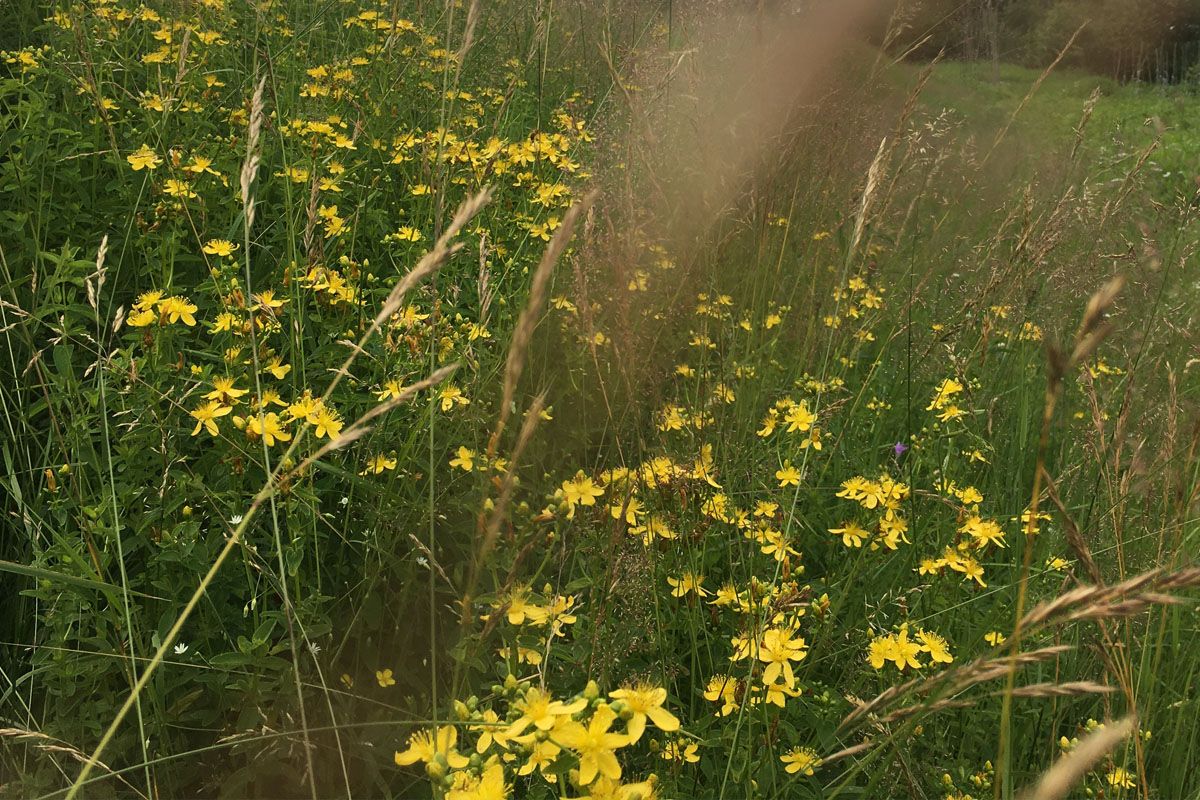 Гайда в Карпати збирати трави на чай 3