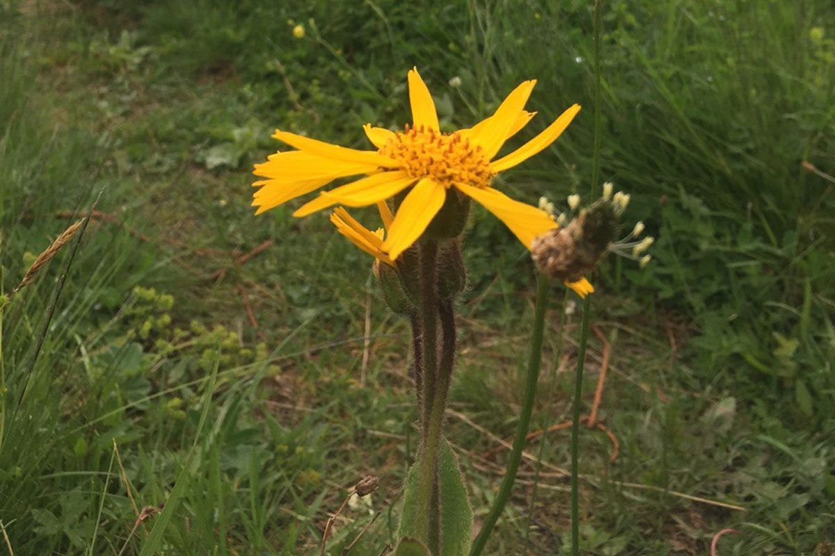Гайда в Карпати збирати трави на чай 2
