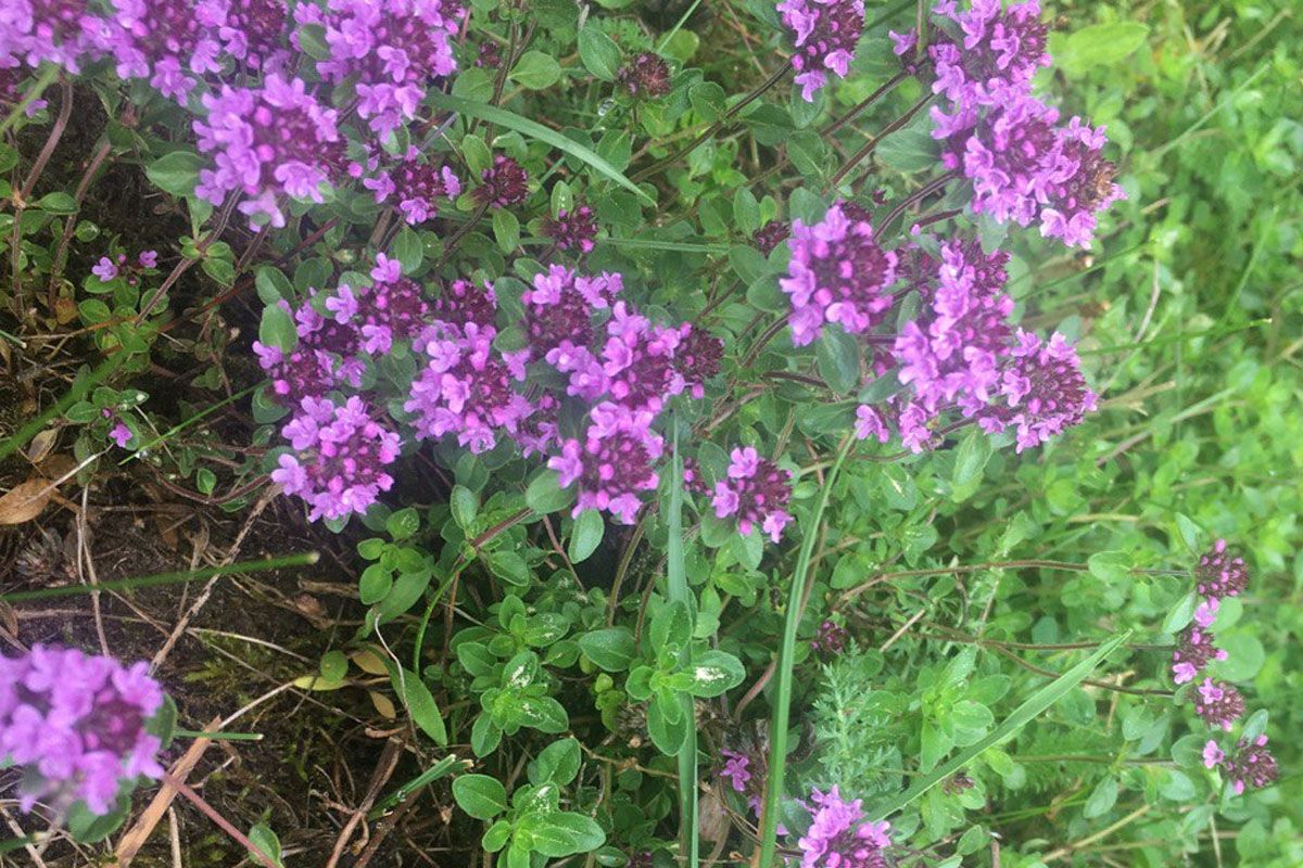 Гайда в Карпати збирати трави на чай 1