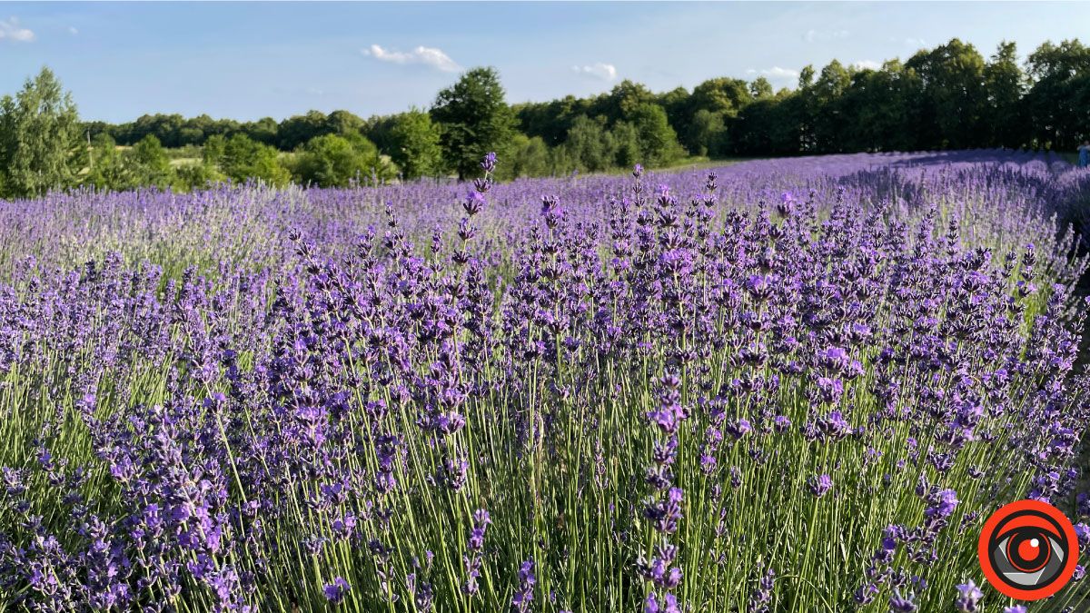 У пошуках сили і спокою: лавандове поле в с. Коршів 13