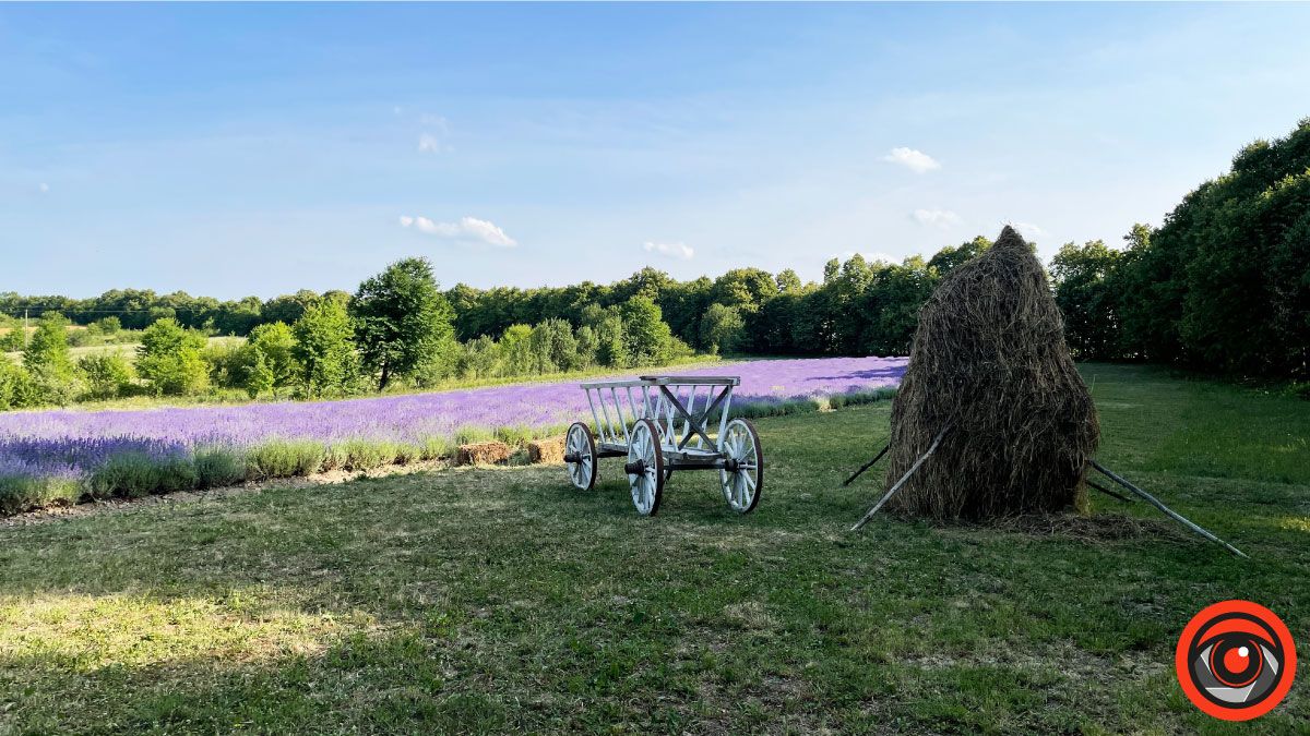 У пошуках сили і спокою: лавандове поле в с. Коршів 2
