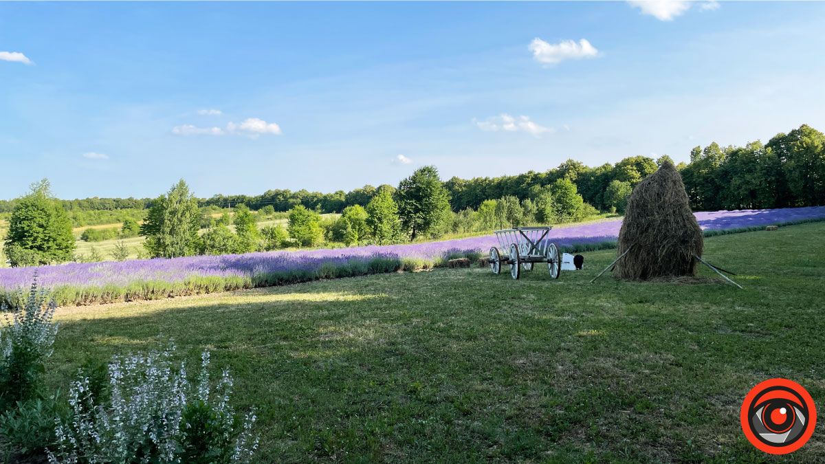 У пошуках сили і спокою: лавандове поле в с. Коршів 14
