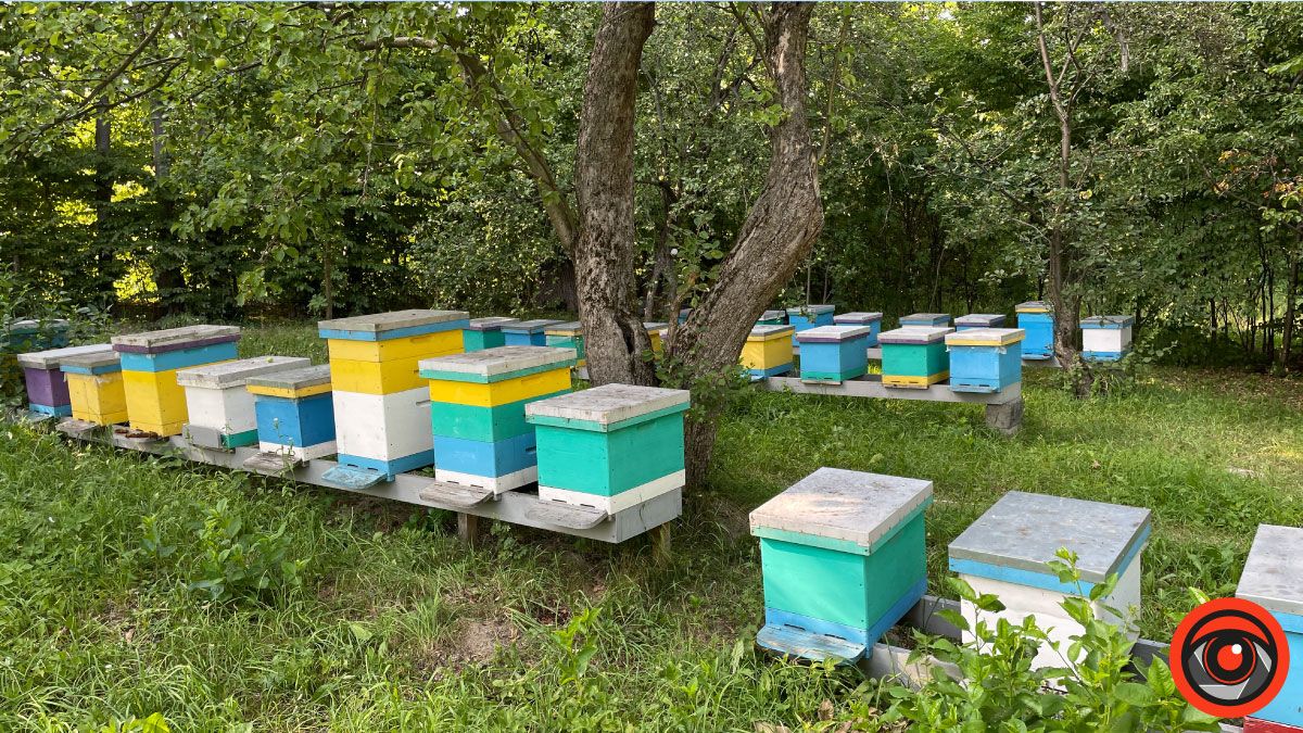 У пошуках сили і спокою: лавандове поле в с. Коршів 7