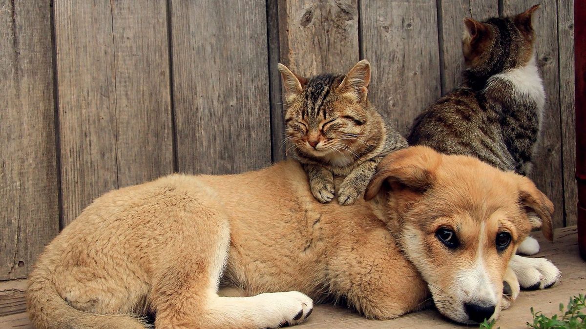 Чотирилапі у пошуках нового дому в Коломиї