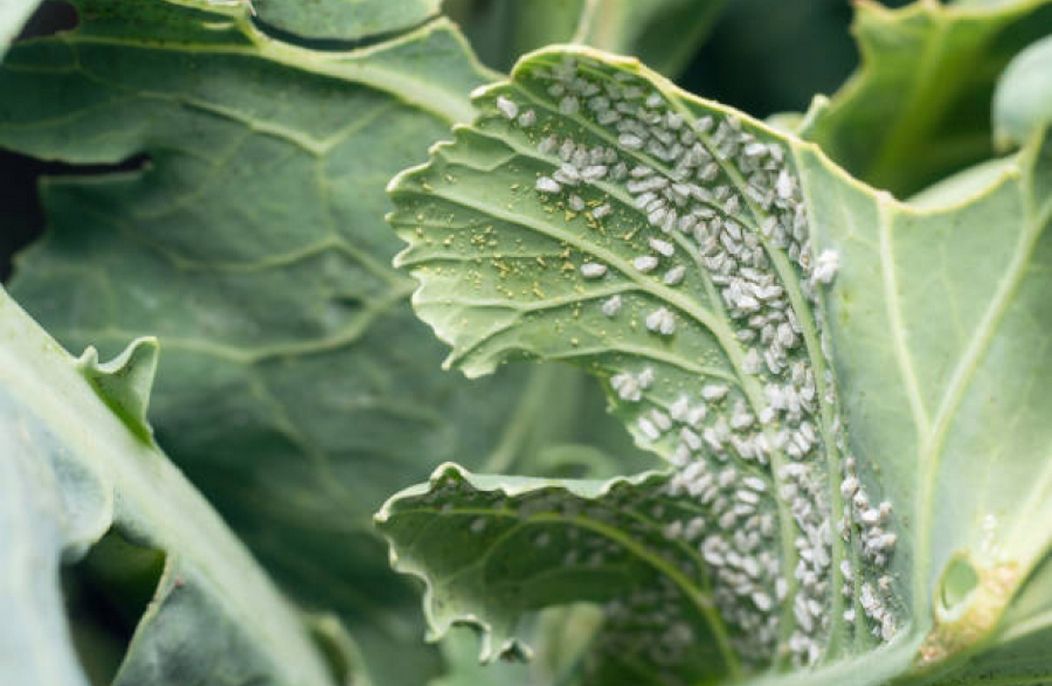 Як вберегти урожай капусти: народні й професійні методи 5