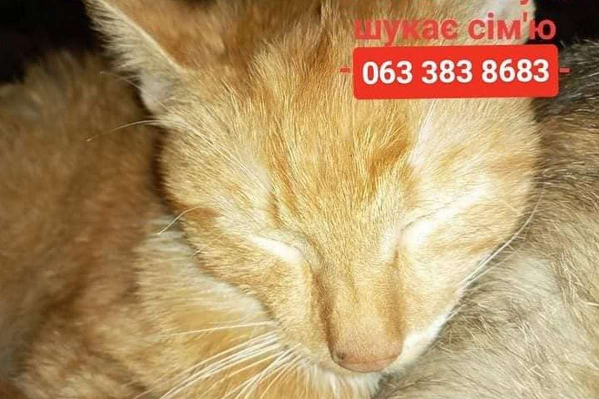 Чотирилапі у пошуках нового дому в Коломиї 4