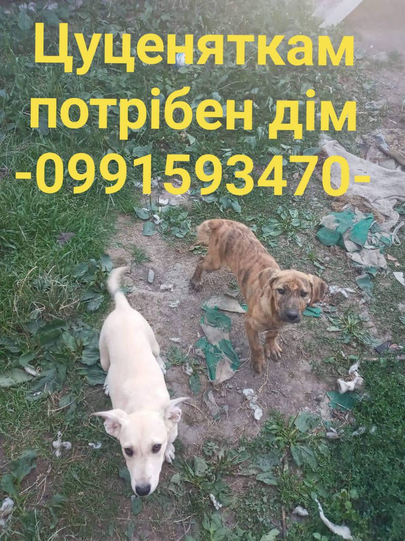 Чотирилапі у пошуках нового дому в Коломиї 3