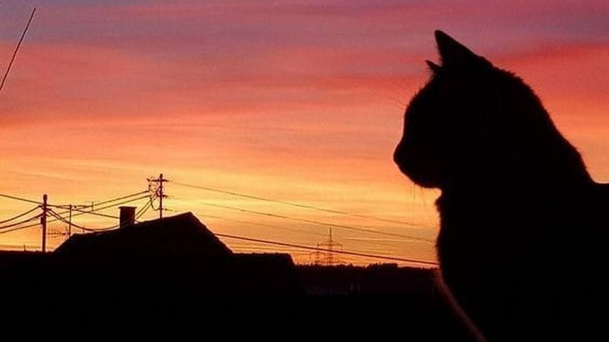 Веселка над Коломиєю, як арка перемоги