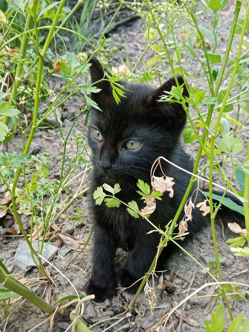Чотирилапі у пошуках нового дому в Коломиї 5