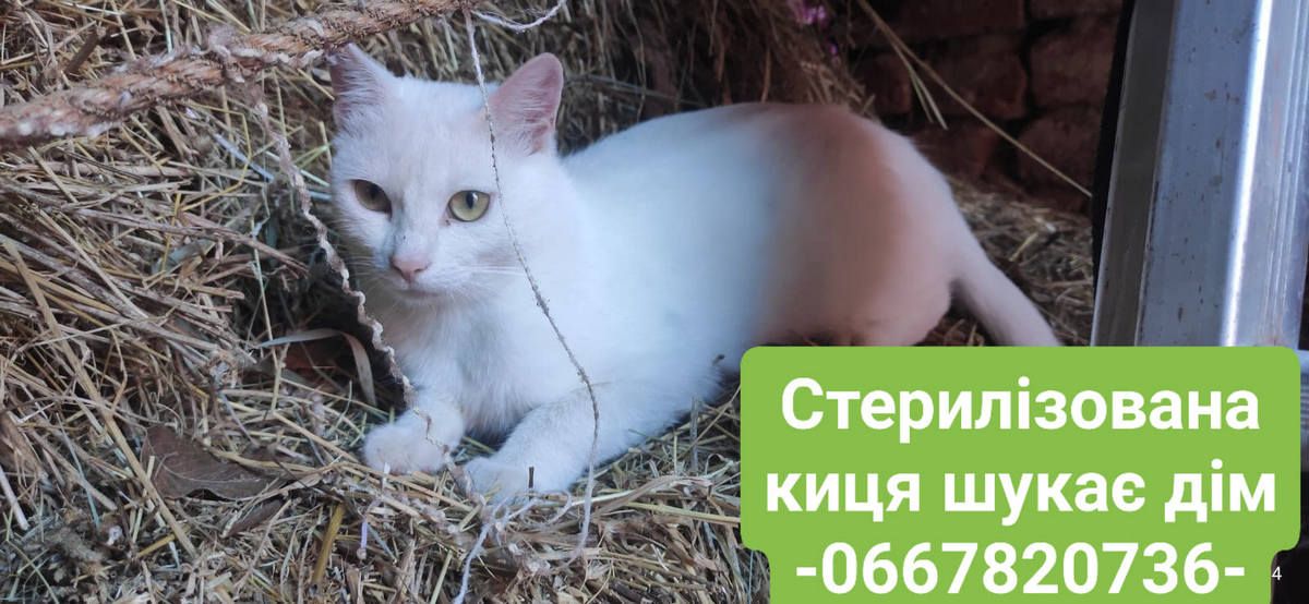 Чотирилапі у пошуках нового дому в Коломиї 6