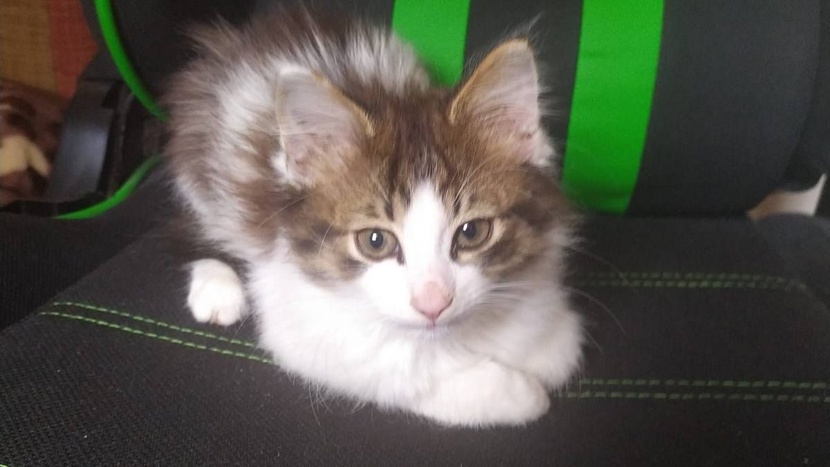 Чотирилапі у пошуках нового дому в Коломиї 2