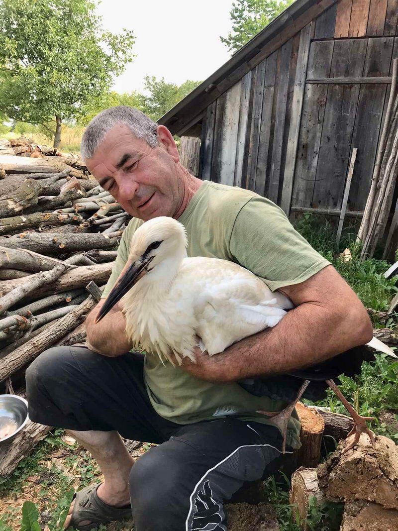 Як на Косівщині лелеку Костю рятували 1