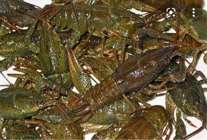 У струмку на Коломийщині виявили загиблих раків 1