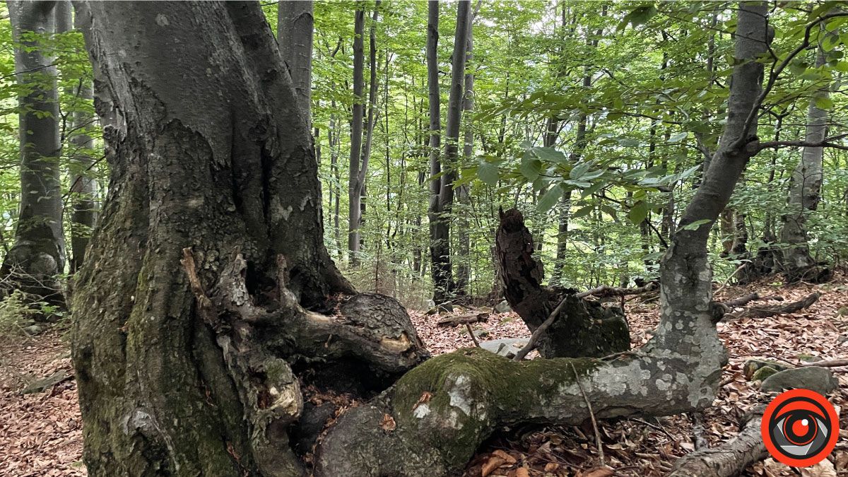 Відпочинок поряд | Енергія гір у селі Шешори 17